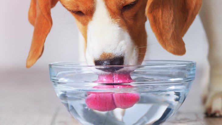 犬にしてはいけない『水の飲ませ方』4選　その理由と正しい与え方を解説
