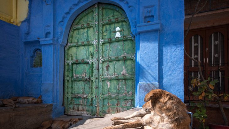 インドの野良犬の生活を観察記録した研究結果