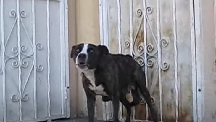 保護団体HFP初めての動画。編集はイケてないけど犬の保護内容は最高！