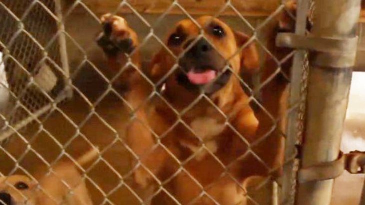 施設のキャパオーバーで大ピンチ！犬たちを救うため国を超えて支援の輪