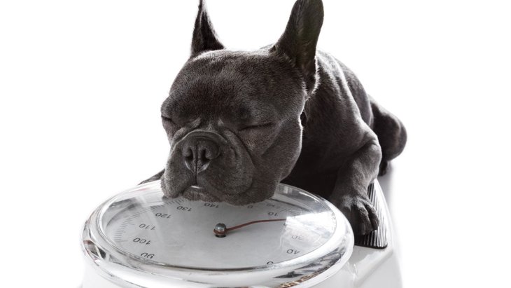 今すぐチェックできる犬の肥満度！『BCS』を使って健康状態を見極めよう