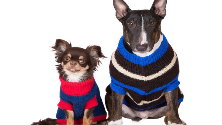 冬は犬に洋服を着せるべき？判断基準や着せる時の注意点を解説