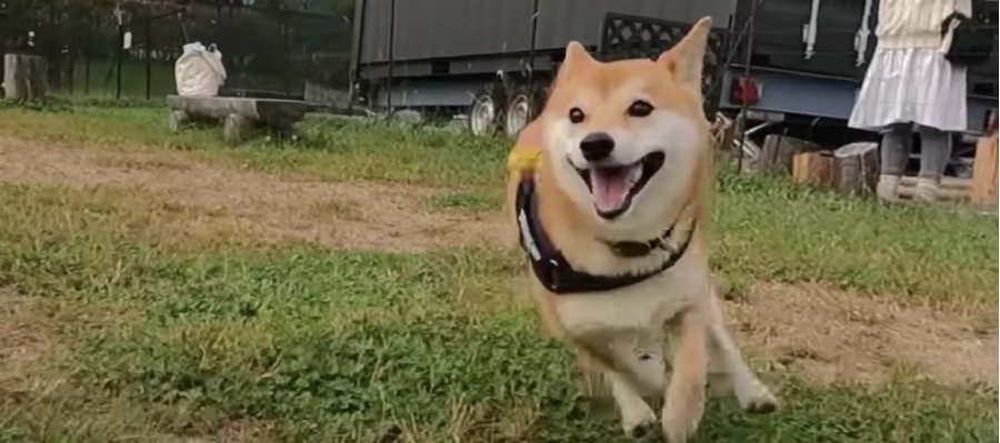 笑顔満載のキャンプ体験をenjoyする柴犬さん