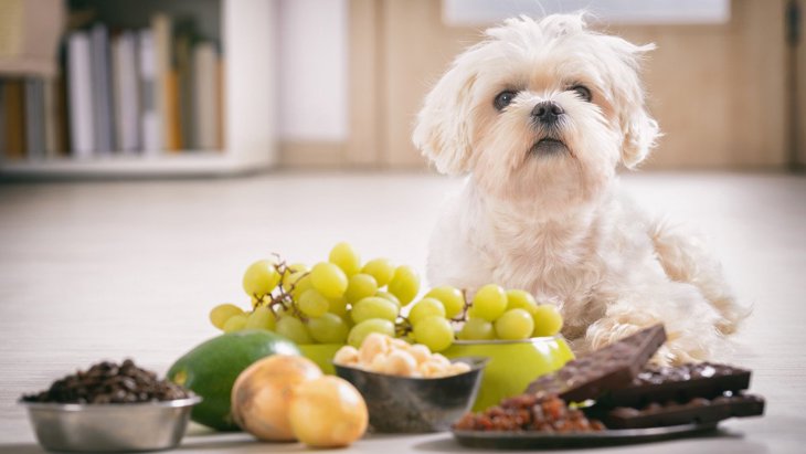 犬が口にしたら死に至る「食べ物」３選！絶対NGな理由や致死量とは？