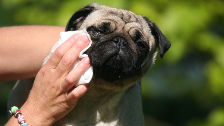 犬を清潔に保つために必ずやるべきお手入れ６選