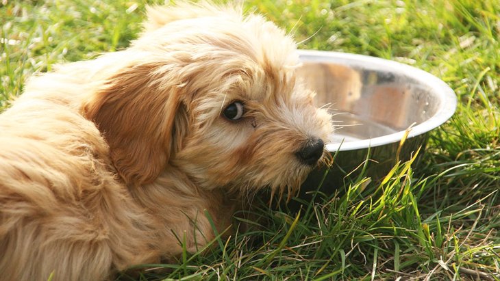 愛犬の水飲みをサポート！おすすめの商品と利用法