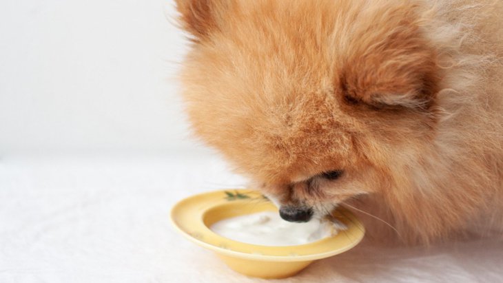 愛犬の免疫力を高くする「食材」5選！普段の食事に取り入れたい食べ物と与え方を解説