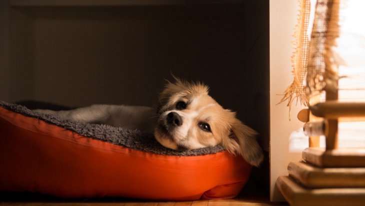 犬の変形性関節症が夜間の休息に及ぼす影響【研究結果】