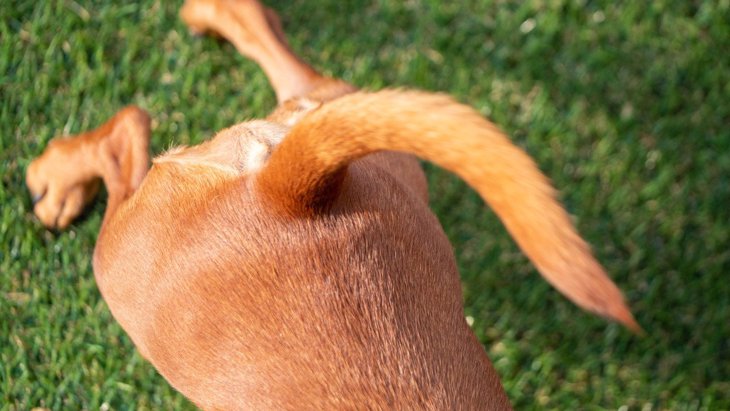 犬がしっぽをゆっくりと振っている時の心理とは？4つの理由を解説