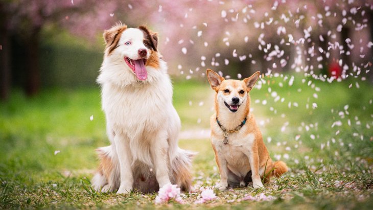 犬が春にかかりやすい病気3選！どんな予防が必要？