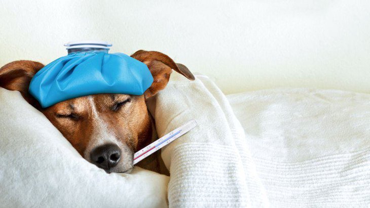 犬に風邪をひかせてしまうかもしれない飼い主の行動４選