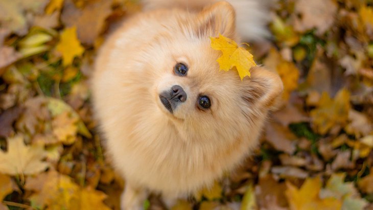 犬が秋に体調を崩しやすくなる理由とは？4つの原因と予防方法