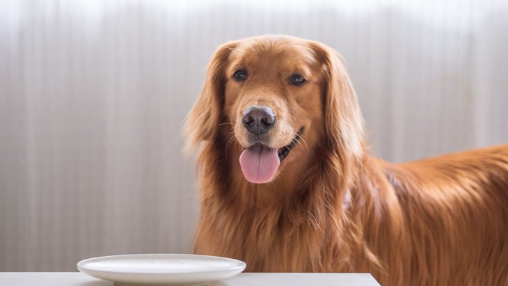犬のご飯は毎日変えるべきではない？考えられる悪影響４つ