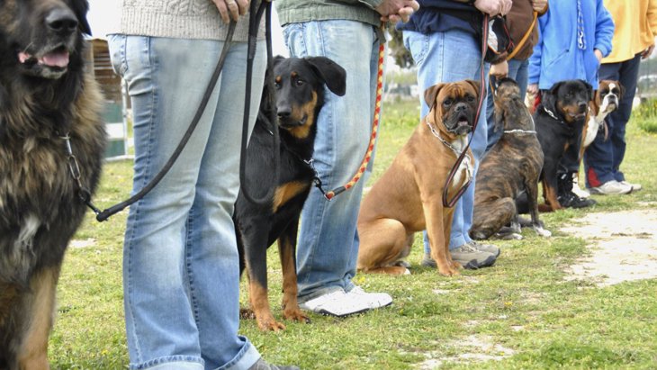『頭が良い大型犬』ランキングトップ5！犬種ごとの特徴や飼い方を解説