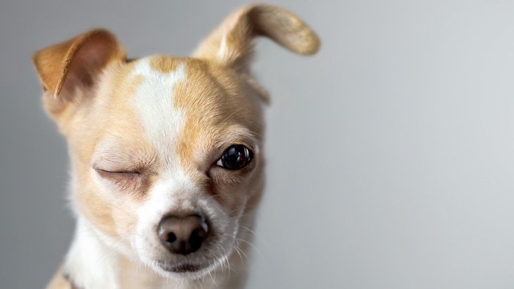 犬は目を細めている時、こんなことを考えている！５つの心理を解説