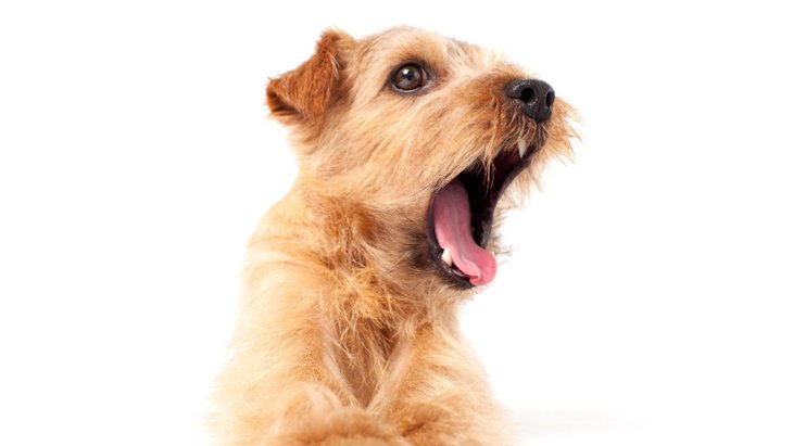 なぜ犬は飼い主に吠えるの？３つの心理や理由と解決する方法を紹介