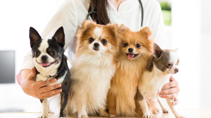 どうして？動物看護師が犬の「避妊・去勢手術」を勧める理由