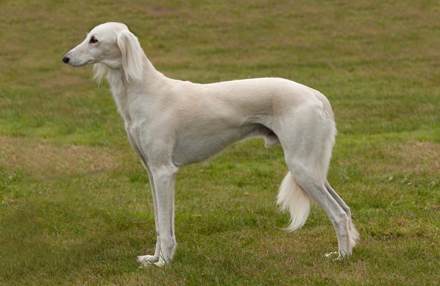 サルーキは名誉の象徴として尊ばれていた猟犬