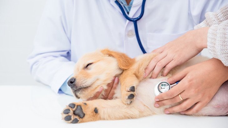 犬の貧血の症状や原因、治療と対処から改善方法まで