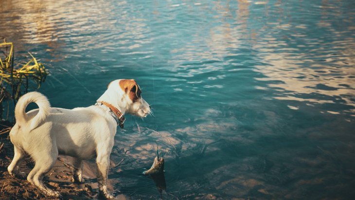 愛犬に『海』でやらせてはいけない絶対NGな遊び方3選！