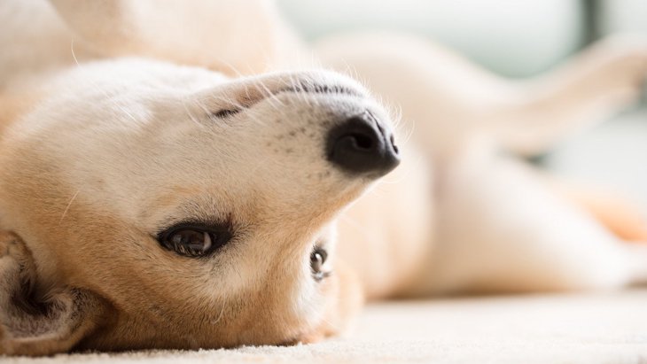 犬が床でゴロゴロ・くねくねする心理とは？6つの理由と気を付けるべき症状を解説