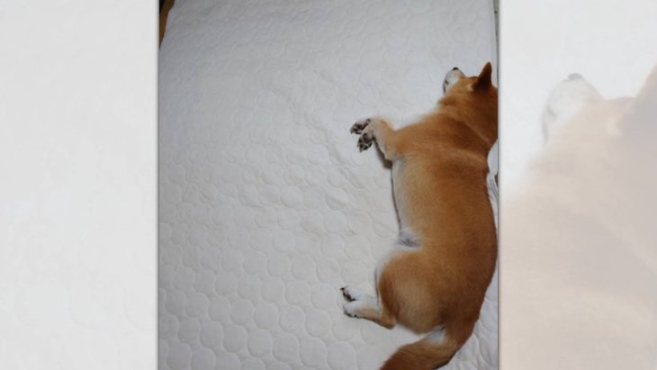 めちゃくちゃ遠慮してお布団の端で寝る柴犬さんが愛らしすぎる！