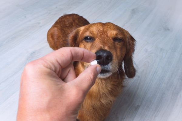 老犬の抗生物質による副作用は？症状が現れた時の対処法や予防策