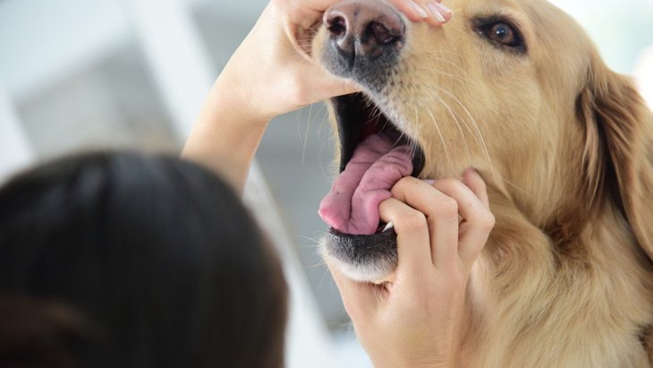 犬が誤飲をしてしまった時に出る危険な症状４選！最悪の場合、死に至ることも