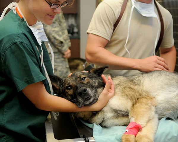 愛犬の保定は動物病院の診療・処置で役立つしつけ！