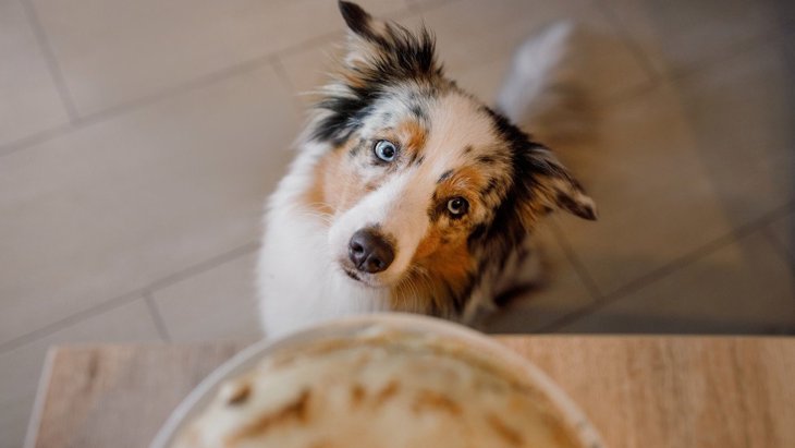 犬が『人の食べ物』を欲しがる心理とは？4つの理由と絶対にしてはいけないNG行為を解説