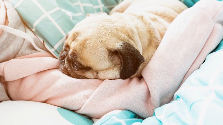 可愛すぎる♡犬が飼い主の腕枕で寝る「5つの心理」