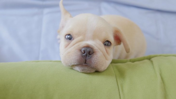 犬が『いびき』をかく原因４選！どんないびきが危険？すぐに病院へ行くべき？