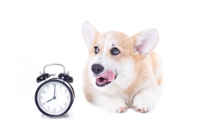 犬は『今何時か』を理解しているの？ご飯の時間を把握しているのはなぜ？