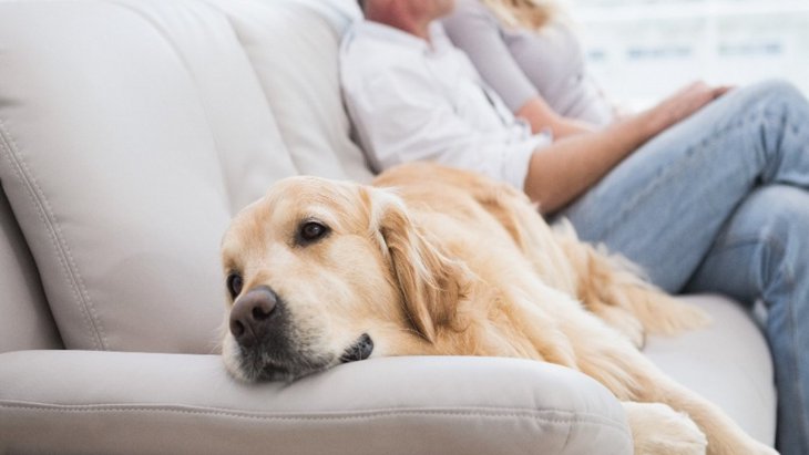 犬がソファの上に乗る時の心理とは？5つの気持ちと注意すべきこと