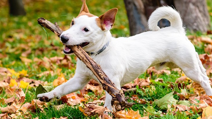 愛犬を木の枝で遊ばせてはダメ！ 怪我や病気の可能性あり！