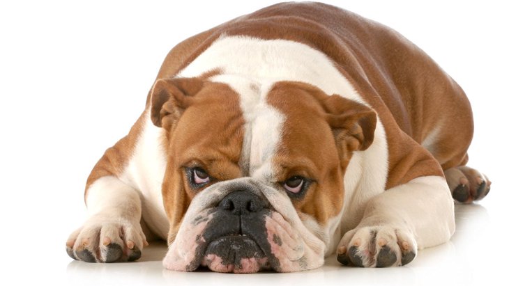 犬が『飼い主にイヤなことをされた時』に見せる態度や表情5選
