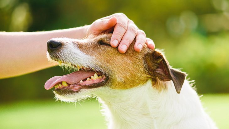 犬の免疫力が弱っている時の症状5選　やるべき対処法や絶対NG行為を解説
