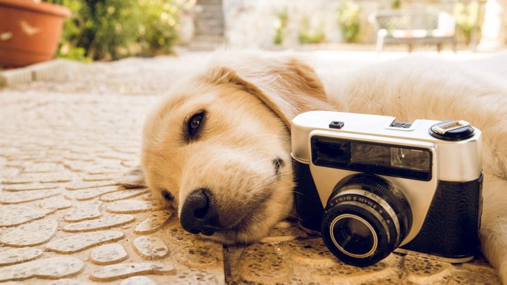 犬がカメラ目線になってくれない理由とは？3つの心理と振り向かせるコツ