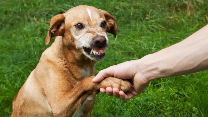 犬が『触って欲しくない』と思っている体の部位3つ！ストレスになる可能性も