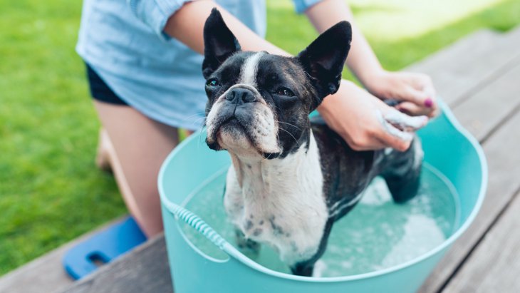 犬の洗い方！洗う前の準備や手順、注意点について