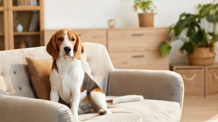 犬が『落ち着かない場所』５選  意外な理由と快適な環境の作り方