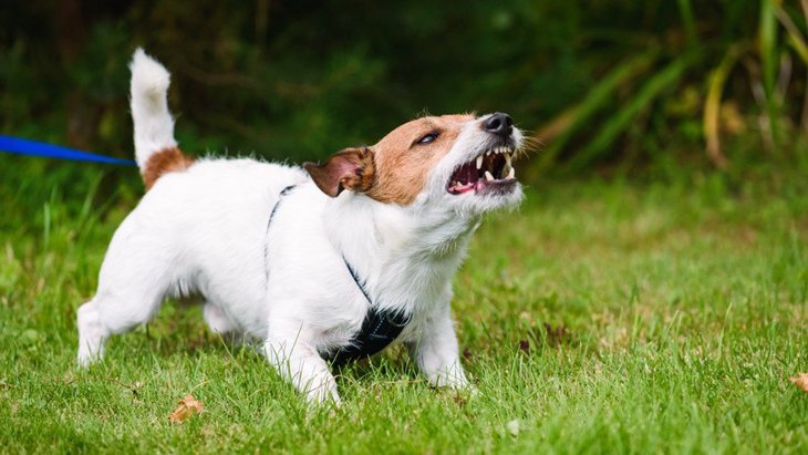 犬が他人に吠えてしまう時の対処法３選！やめさせるためのしつけ方は？