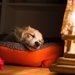 犬が熟睡できている時にする寝相や仕草5選♡快適な寝床を作るコツは？