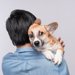犬を抱っこする時の「絶対NG行為」5つ！怪我やトラブルに繋がる間違い行動とは？