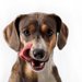 犬の『舐める行動』に隠されている４つの心理　舐める場所によっても意味が異なる？