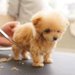 極小赤ちゃん犬が『初めてトリミング』したら…呼吸を忘れるほど可愛い姿に8500万再生の反響「無理、好き」「心臓がもたない」と悶絶の声