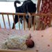 大型犬と赤ちゃんの初対面が『思ってたのと違う』と爆笑の声 「気づいた時の反応最高」「どんだけ母ちゃんが好きなんだよ」