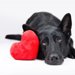 犬が不幸になる『間違った愛情表現』４選！NGな理由からおすすめの方法まで解説