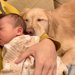 大型犬が『赤ちゃんと一緒に暮らした』結果…思わず涙が出てしまう成長記録に298万再生の大反響「なんという幸せ」「感動した」の声