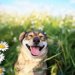 『幸福度が高い犬』がする仕草や表情４選